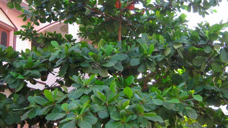 Cây bàng: Loại cây có nhiều công dụng không chỉ để che mát 1.png