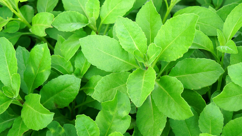 Hình ảnh cây bầu đất