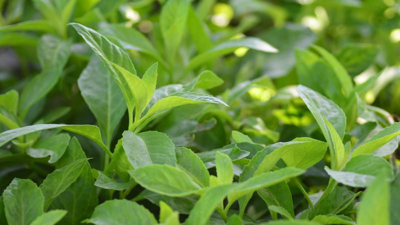 Cây bầu đất chứa flavonoid có tác dụng kháng viêm