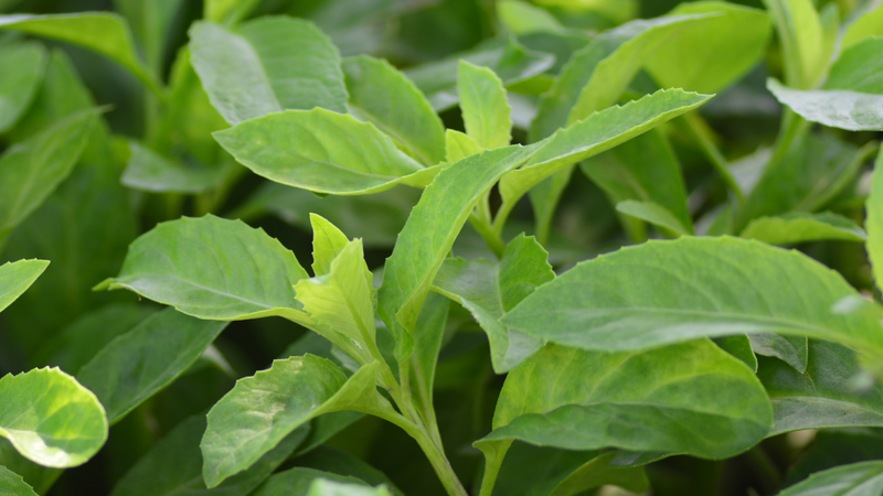 Cây bầu đất hỗ trợ cho nhiều bệnh lý