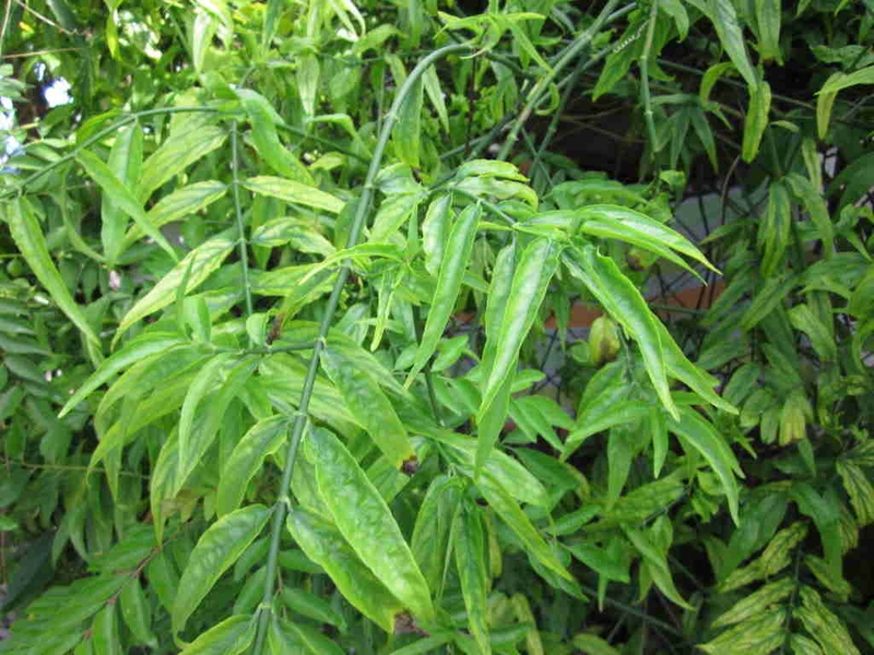 Cây bìm bịp chữa gãy xương có thực sự hiệu quả 1