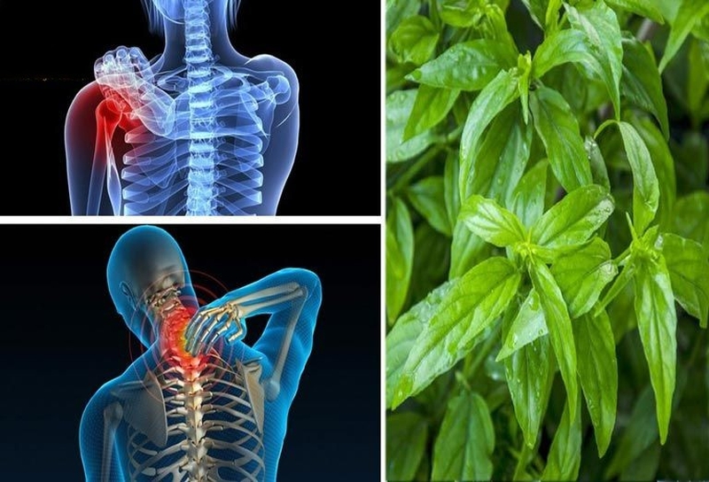 Cây bìm bịp chữa gãy xương có thực sự hiệu quả 2