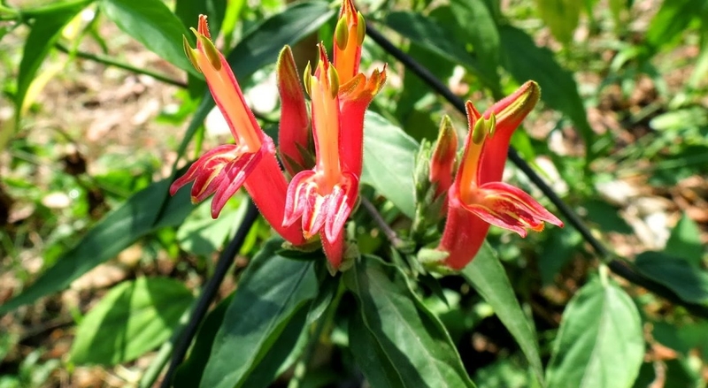 Cây bìm bịp chữa gãy xương có thực sự hiệu quả 4