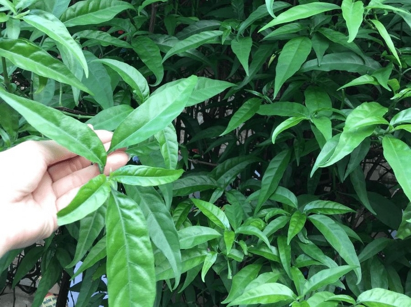 Cây bìm bịp chữa gãy xương có thực sự hiệu quả 3