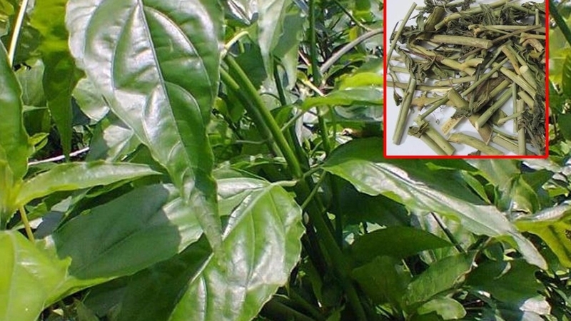 Cây bìm bịp chữa gãy xương có thực sự hiệu quả 5