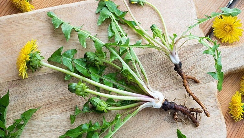 Cây bồ công anh chữa polyp túi mật có hiệu quả không? 3