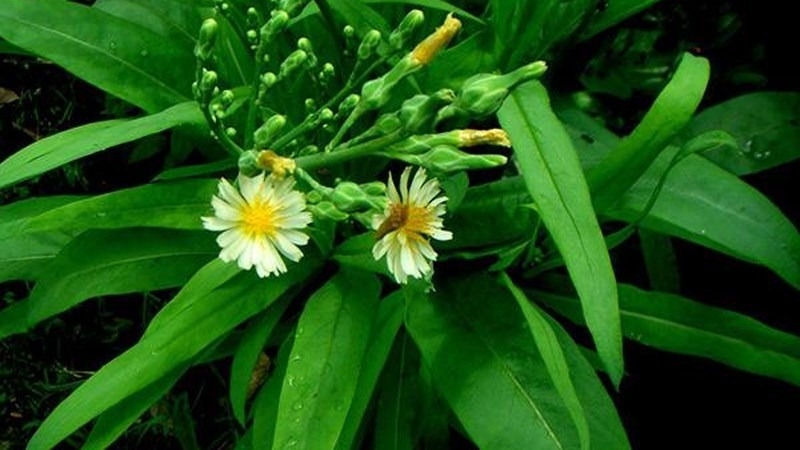 Cây bồ công anh chữa polyp túi mật có hiệu quả không? 2