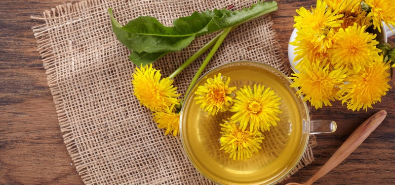 Cây bồ công anh có mấy loại và cách phân biệt từng loại? 3