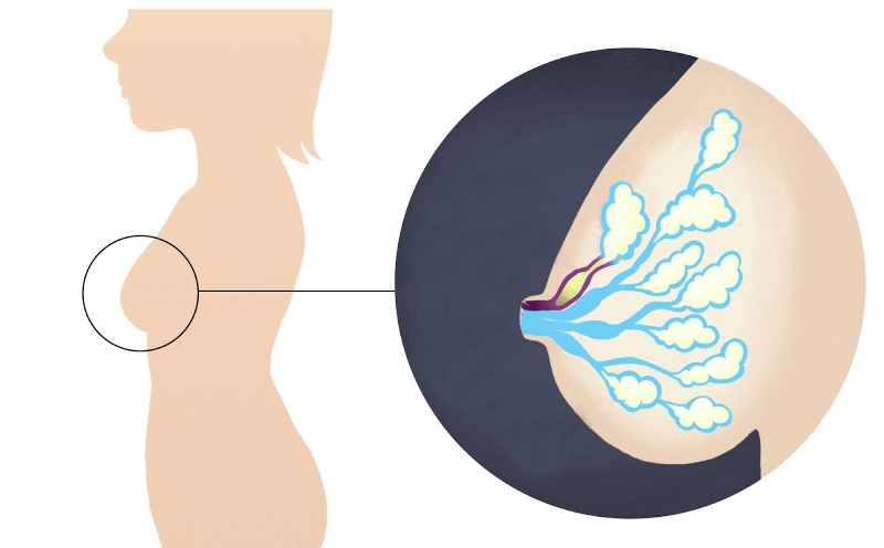 Cây bồ công anh có mấy loại và cách phân biệt từng loại? 2