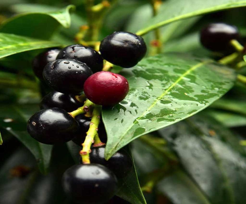 Cây bời lời có nhiều công dụng trong y học cổ truyền