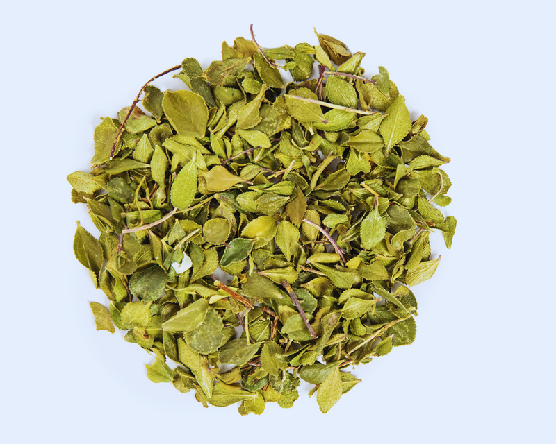 cay-buchu-va-nhung-cong-dung-tuyet-voi-ban-co-biet 1.png