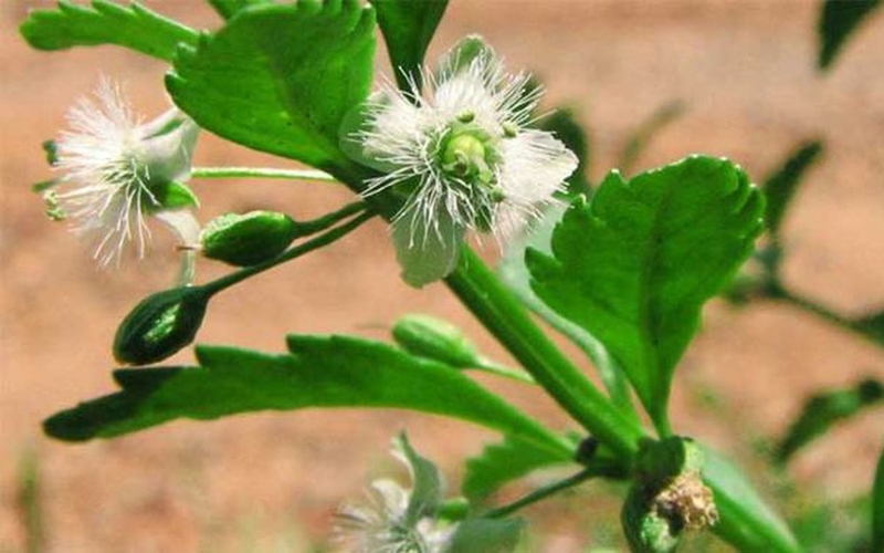 Cha mẹ có nên cho trẻ uống cam thảo không? 1