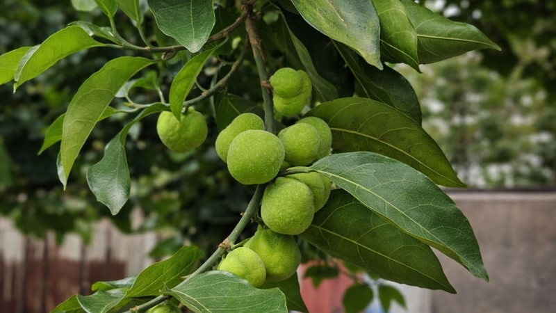 Lá chay có thể hỗ trợ thanh nhiệt nhưng chưa có bằng chứng rõ ràng