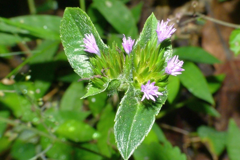 Cây chỉ thiên là gì? Cây chỉ thiên trị viêm xoang tốt không? 1