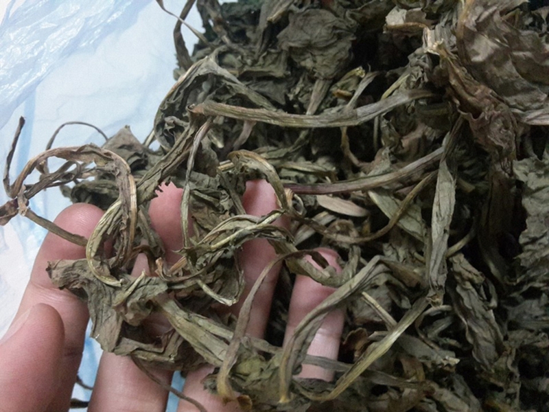 Cây chỉ thiên là gì? Cây chỉ thiên trị viêm xoang tốt không? 3