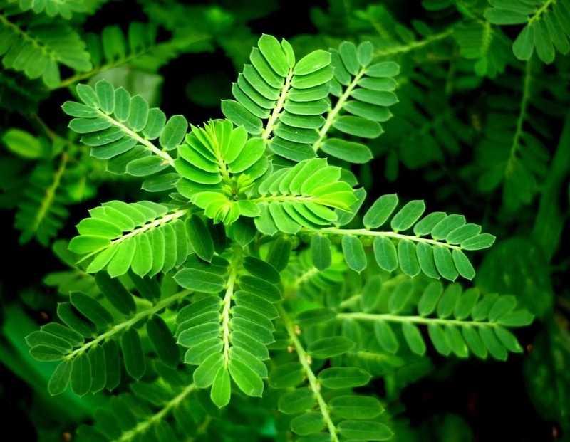 Cây chó đẻ chữa viêm gan B có hiệu quả không? 1