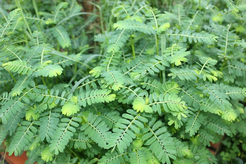 Cây chó đẻ chữa viêm gan B có hiệu quả không? 3