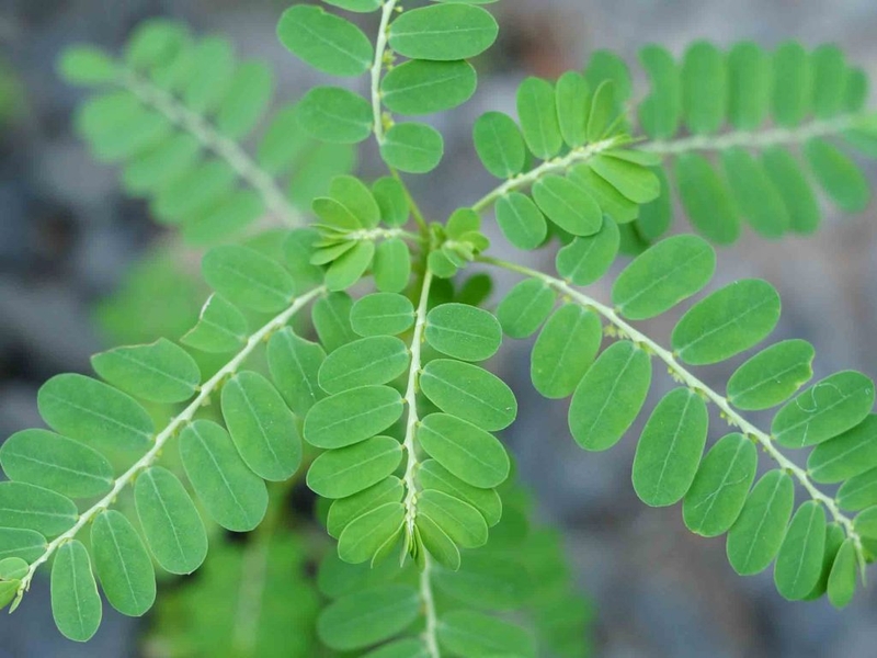 Cây chó đẻ gây sảy thai đúng không? 3