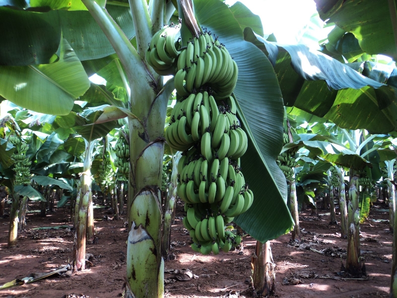 Cây chuối tiêu ra hoa thì hoa chuối tiêu có ăn được không? -1