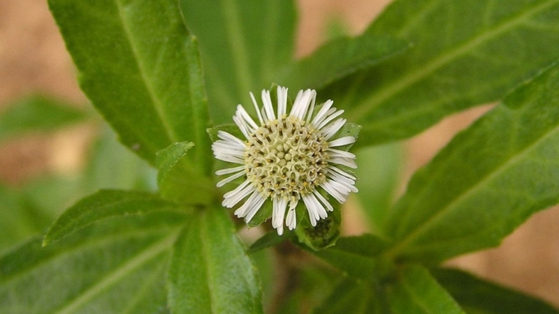 Cỏ mực là thảo dược họ Cúc, thường dùng hỗ trợ cầm máu, mát gan và kháng khuẩn