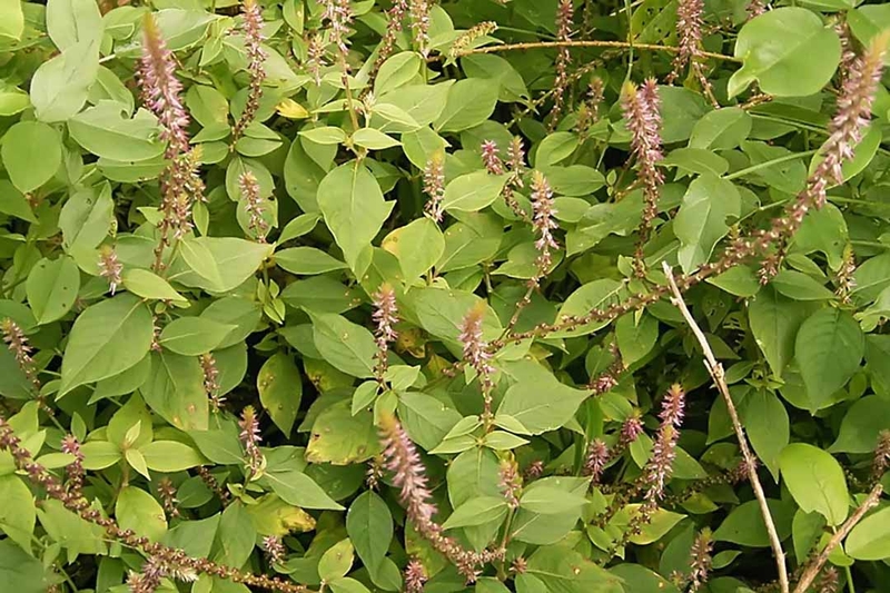 Cách dùng cây cỏ xước chữa bệnh trĩ an toàn và hiệu quả 3