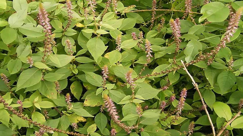 Cây cỏ xước chữa yếu sinh lý có hiệu quả không? Cần lưu ý gì khi sử dụng? 1