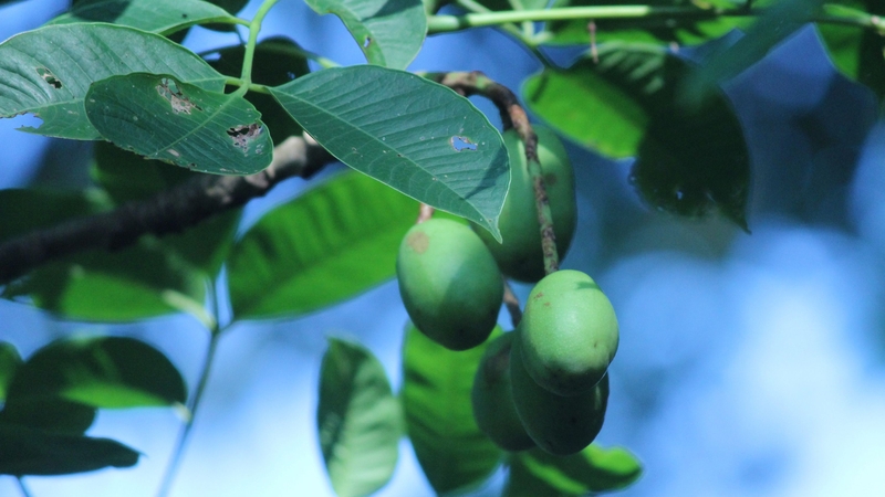 Lưu ý tránh dùng quả cóc rừng liên tục nhiều ngày