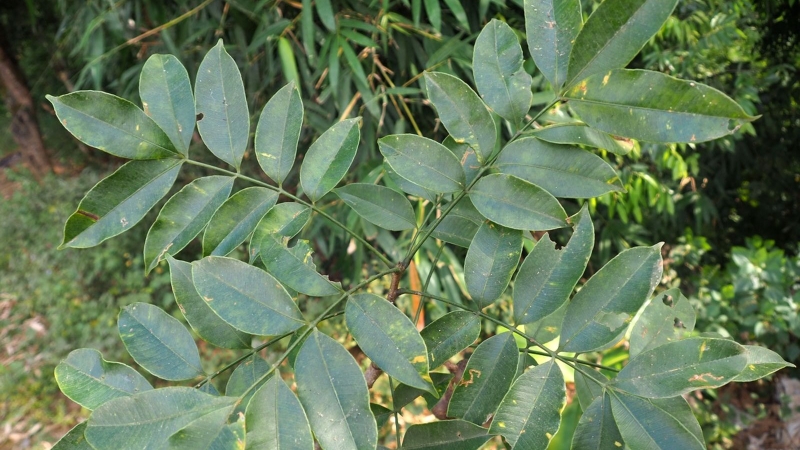 Cây cóc rừng là một loại cây thân gỗ cao 15 - 20 mét