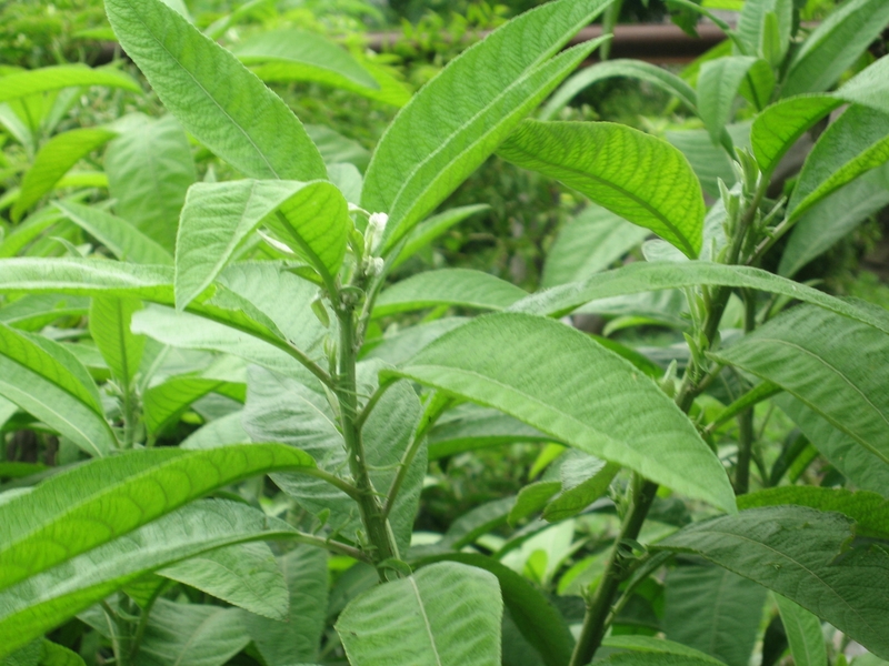 Cây đại bi: Vị thuốc quý với nhiều công dụng chữa bệnh dân gian 1