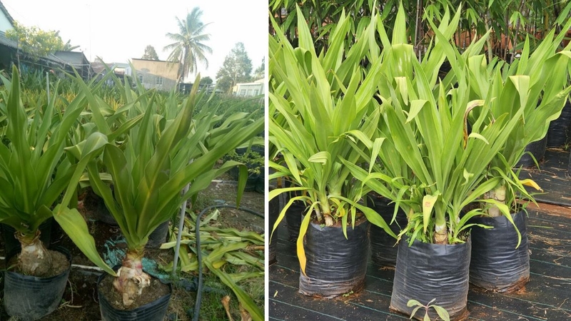 Nhận biết đúng đặc điểm cây giúp hạn chế nhầm lẫn với các loài thực vật khác