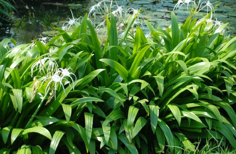 Cây đại tướng quân được nhiều người dùng trong dân gian