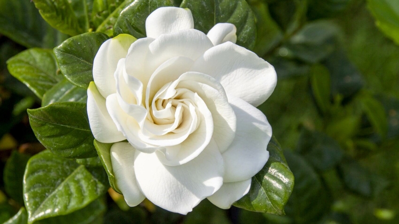 Cây dành dành: Tác dụng theo y học cổ truyền và y học hiện đại 1