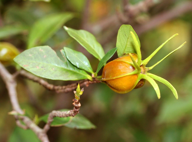 Cây dành dành: Tác dụng theo y học cổ truyền và y học hiện đại 2