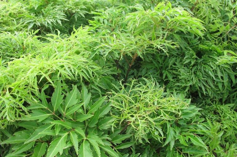 Các công dụng của cây đinh lăng với mẹ