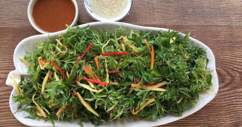 mẹo hay sử dụng cây đinh lăng chữa rối loạn tiền đình