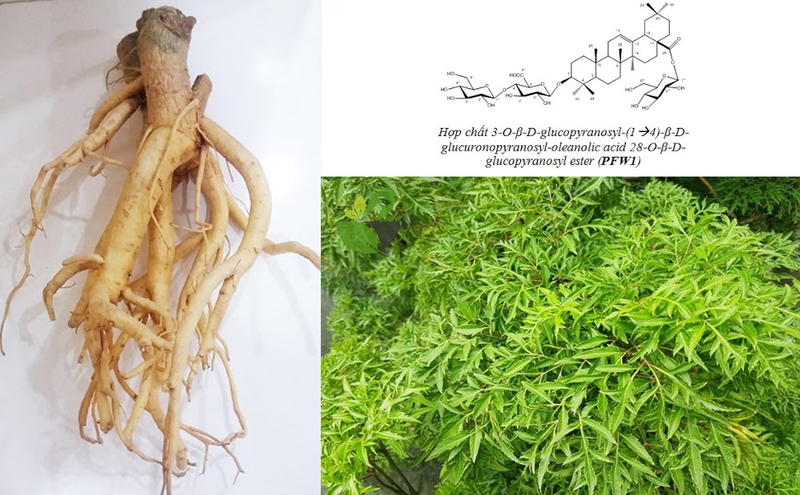 Cây đinh lăng chữa rối loạn tiền đình hiệu quả không