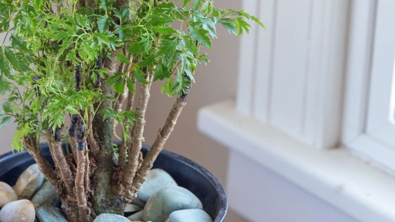 Cây đinh lăng: Công dụng, bài thuốc và lưu ý khi dùng 1