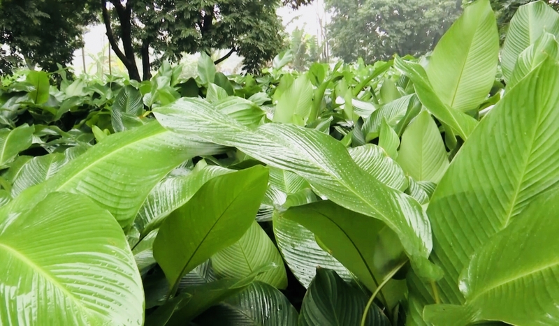 Lá dong: Những tác dụng tuyệt vời không ngờ đến1.jpg