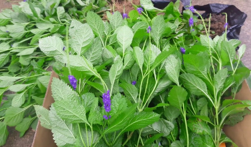 Cây đuôi chuột giúp điều trị bệnh hiệu quả như thế nào? 1