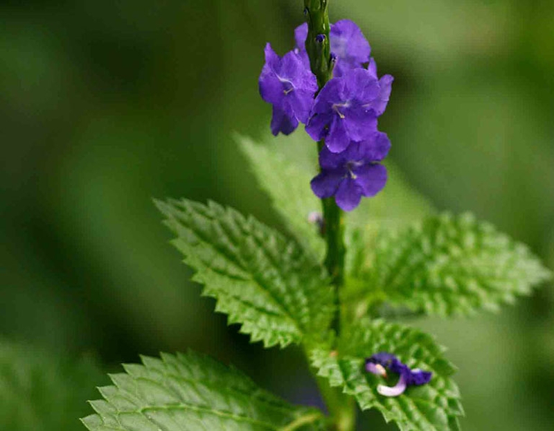 Cây đuôi chuột trị bệnh gì? Công dụng chữa trị hiệu quả từ loài dược liệu Châu Mỹ 1