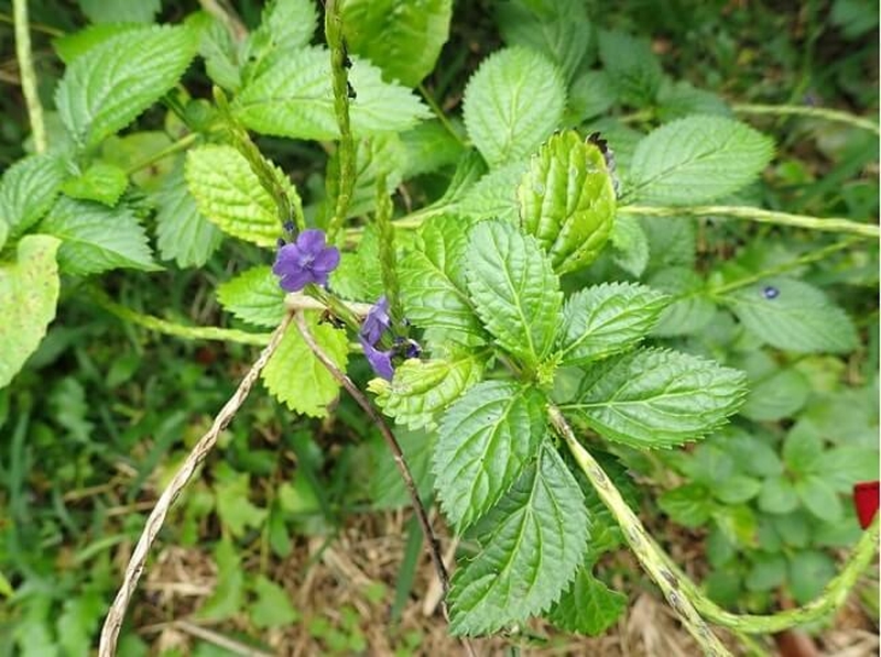 Cây đuôi chuột trị bệnh gì? Công dụng chữa trị hiệu quả từ loài dược liệu Châu Mỹ 2