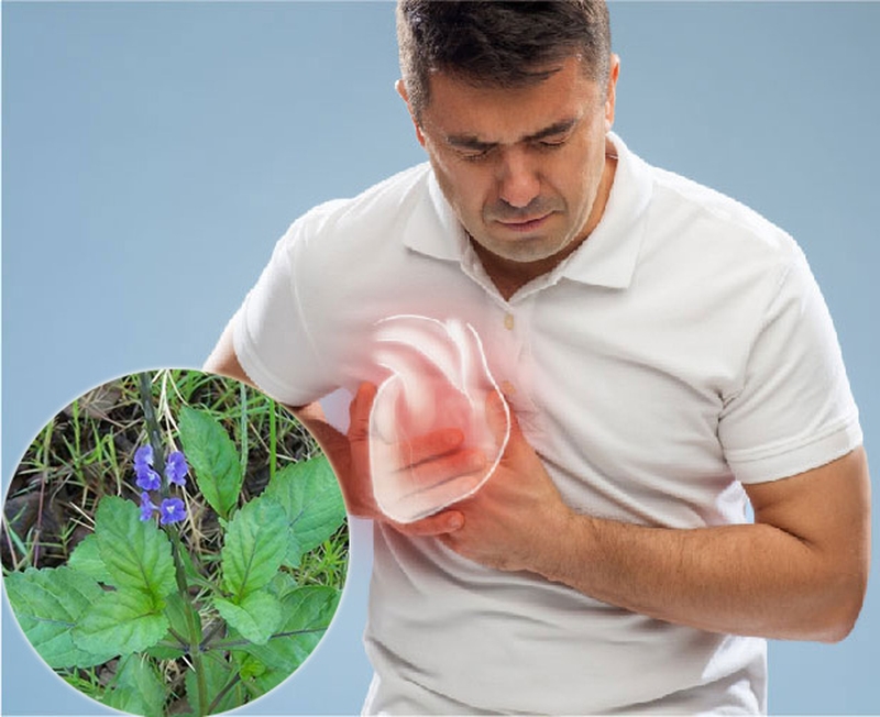 Cây đuôi chuột trị bệnh gì? Công dụng chữa trị hiệu quả từ loài dược liệu Châu Mỹ 3