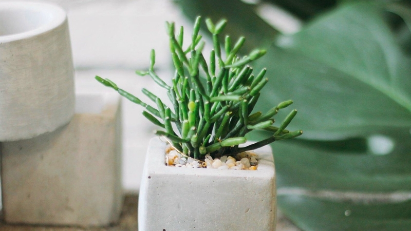 Công dụng ít người biết của cây gạc nai 1