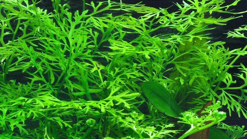 Công dụng ít người biết của cây gạc nai 2