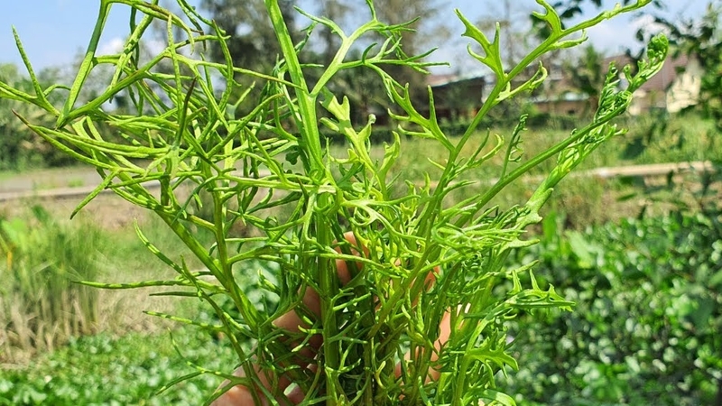 Công dụng ít người biết của cây gạc nai 3