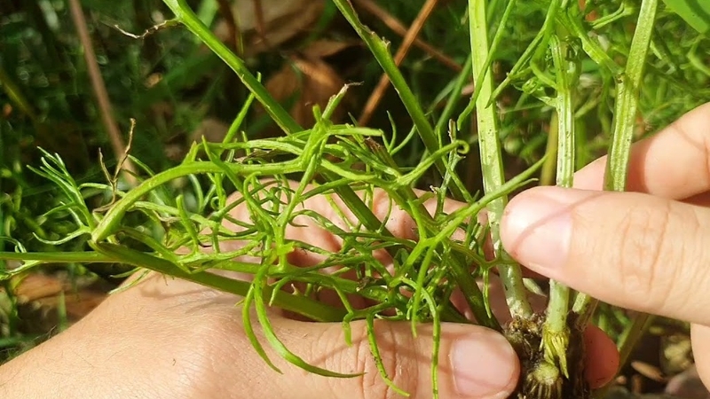 Công dụng ít người biết của cây gạc nai 4