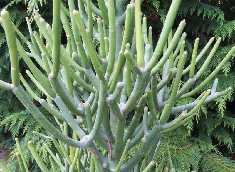 Cây dao chữa viêm xoang