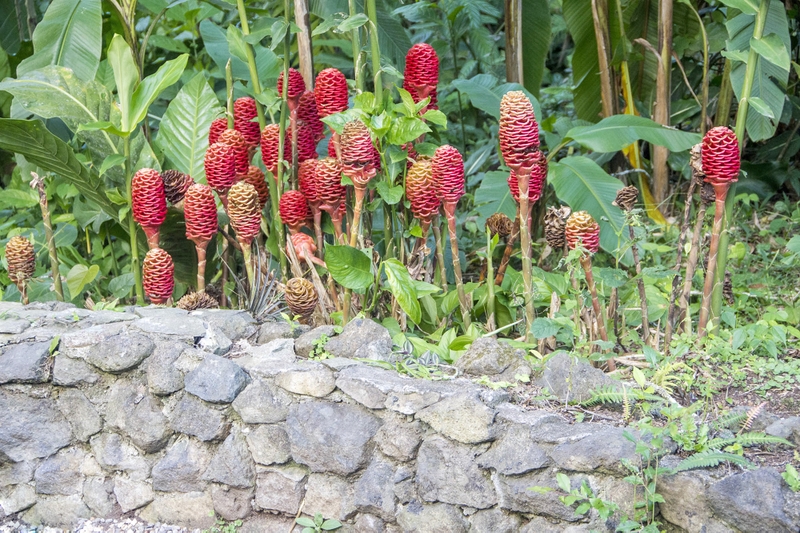 Cây gừng dại có những lợi ích với sức khỏe gì khi sử dụng? - 2