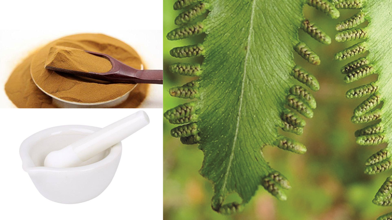 cay-hai-trung-kim-vi-thuoc-dan-gian-la-ma-quen 3.png