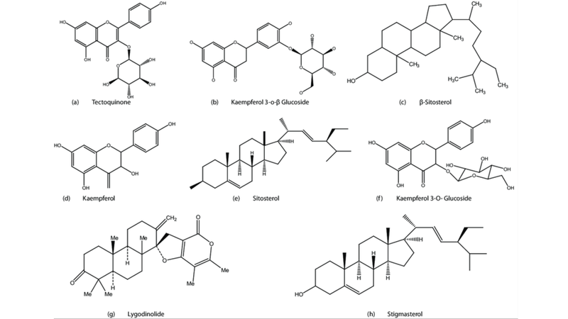 cay-hai-trung-kim-vi-thuoc-dan-gian-la-ma-quen 4.png